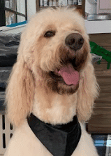Golden doodle