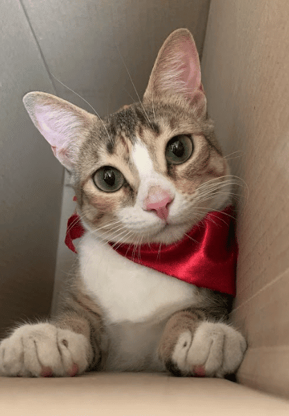 Gatito con una bandana roja