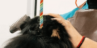 Kiumo Hospital Veterinario - Grooming para mascotas