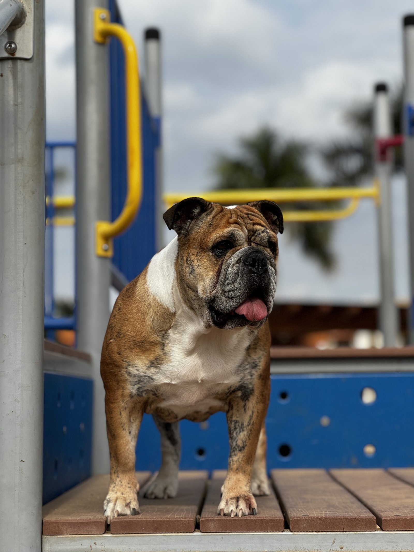 Kiumo Hospital Veterinario - perro bulldog