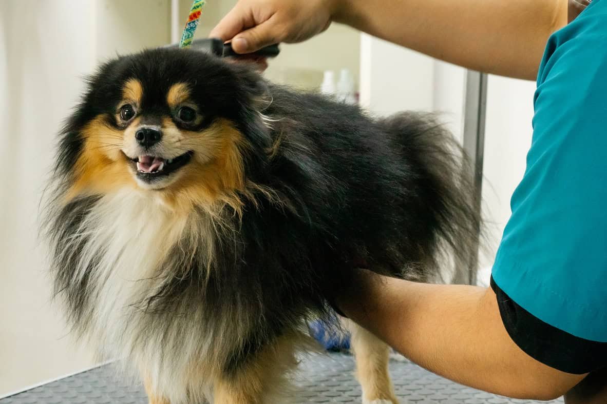 Perro en su servicio de grooming para mascotas en Culiacán