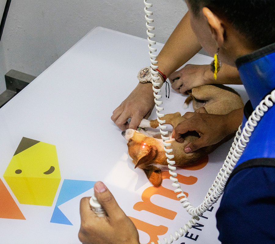 Rayos x para perros y gatos