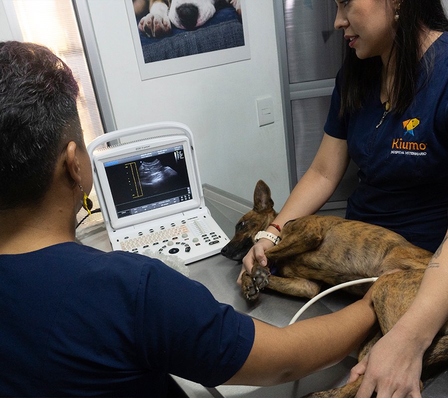 Servicio de ultrasonido para mascotas en Culiacán
