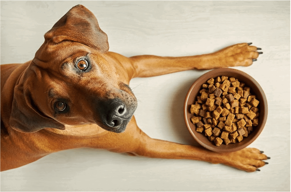 Alimentación ideal para tu perro