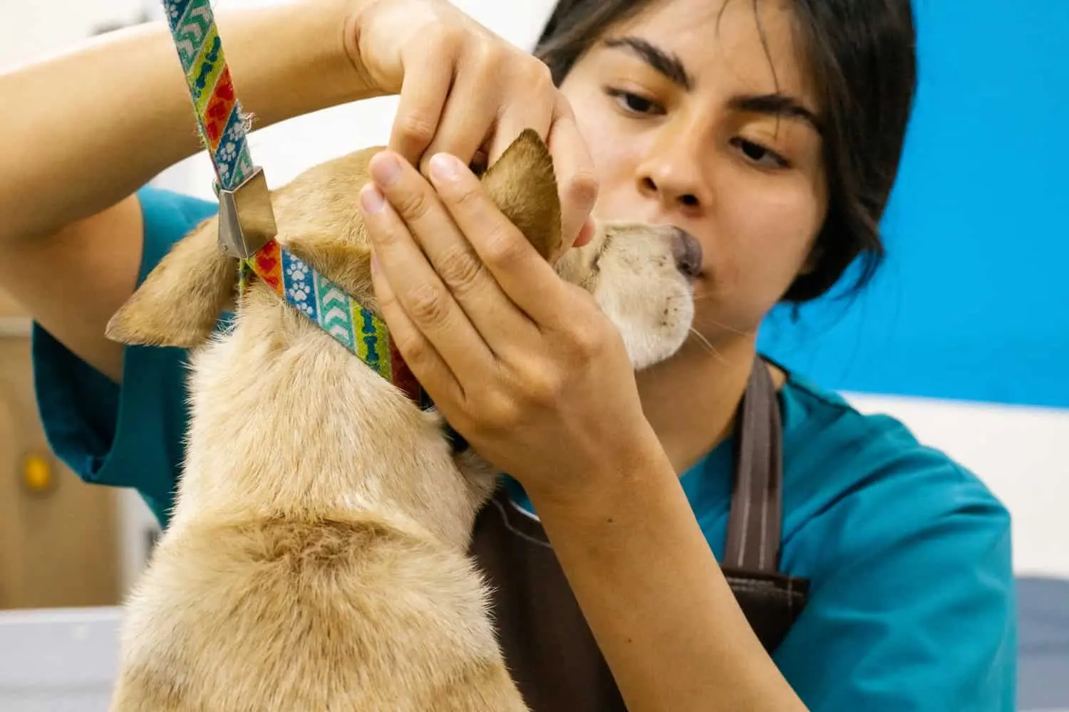 Perrito en su cita de grooming para mascotas