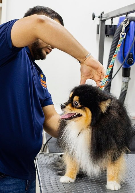 Spa para mascotas, corte de pelo para mascotas, grooming para mascotas