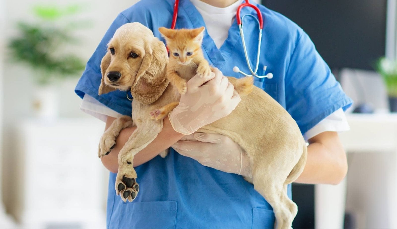 Todo lo que debes saber sobre la esterilización de perros y gatos